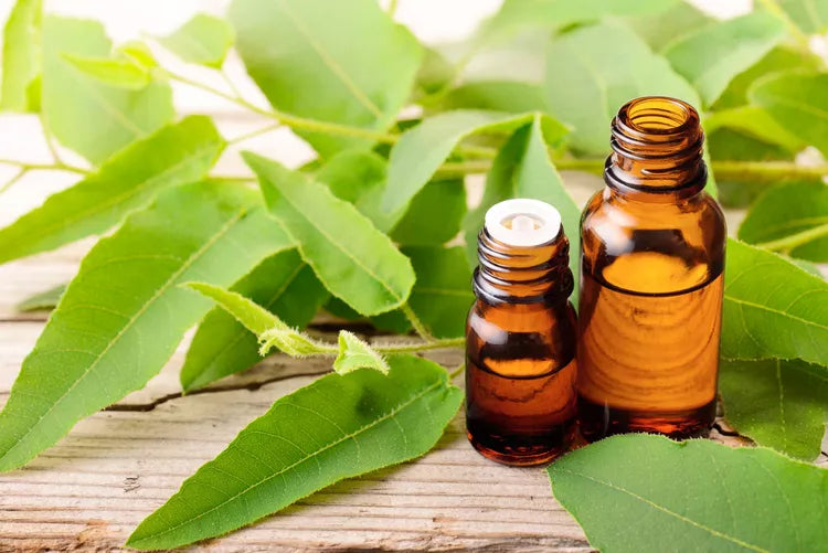 The Ultimate Guide to Eucalyptus Essential Oil