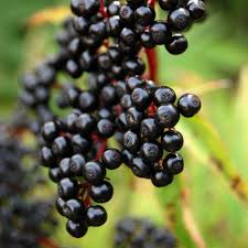 Exploring Elderberry's Benefits